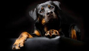 В чем ошибаются маркетологи, когда думают о лояльности